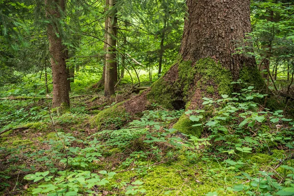ヨーロッパの森の中に苔むした根を持つ大きなオークの木 曇りの夏の日 緑豊かな緑の植生 ない人 — ストック写真
