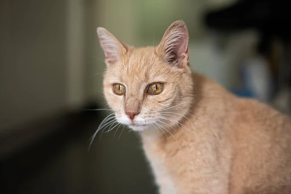 Εσωτερική Προσωπογραφία Μιας Απογυμνωμένης Κίτρινης Γάτας Επιλεκτική Εστίαση Ρηχό Βάθος — Φωτογραφία Αρχείου
