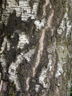 Eski, kuru, desenli ağaç kabuğu. Yakın çekim, insan yok..