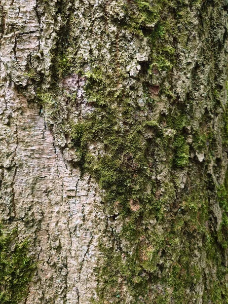 古く乾燥した質感の木の樹皮 撃つな誰も — ストック写真