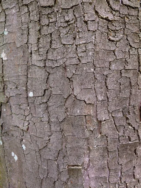 古く乾燥した質感の木の樹皮 撃つな誰も — ストック写真