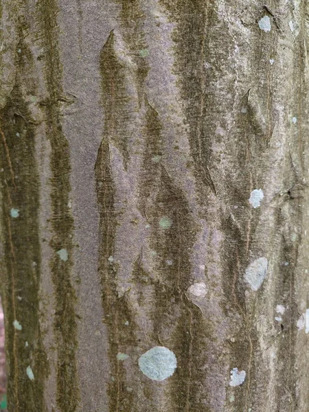 Eski Kuru Desenli Ağaç Kabuğu Yakın Çekim Insan Yok — Stok fotoğraf
