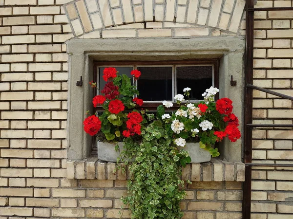 Червоні Білі Квіти Пеларгонії Прикрашають Старовинне Дерев Яне Вікно Каркасного — стокове фото