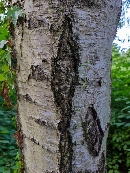Stará Suchá Kůra Stromě Zblízka Žádní Lidé — Stock fotografie