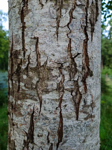 Old Dry Textured Tree Bark Close Shot People — Stock Photo, Image