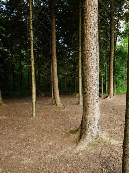 Hohe Baumstämme Einem Wald Europa Sonniger Sommertag Weitwinkelblick Keine Menschen — Stockfoto