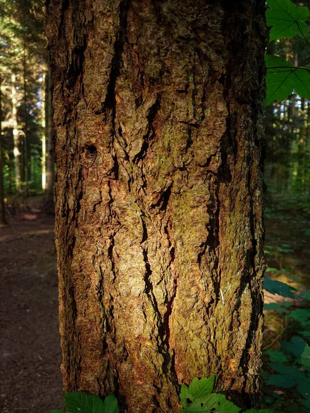 Alte Trockene Strukturierte Baumrinde Nahaufnahme Sonnenlicht Keine Menschen — Stockfoto