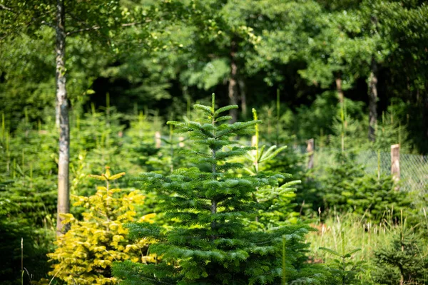 Zielone Choinki Leśnym Żłobku Europie Wybiórcze Skupienie Brak Ludzi — Zdjęcie stockowe