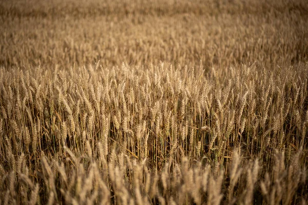 Спелые Золотисто Желтые Поля Пшеницы Европе Вид Сверху Людей — стоковое фото