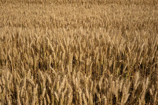 Ripe Golden Yellow Wheat Field Europe Top View People — Stock Photo, Image