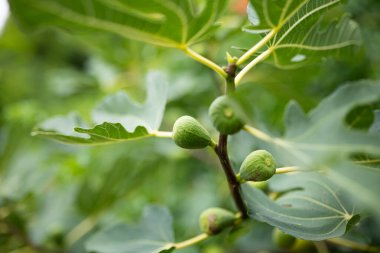 Yeşil yapraklı incir dalında olgunlaşmamış yeşil incir meyvesi. Yakın çekim, sığ alan derinliği, insan yok..