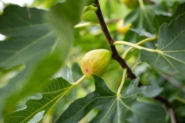 Yeşil yapraklı incir dalında olgunlaşmamış yeşil incir meyvesi. Yakın çekim, sığ alan derinliği, insan yok..