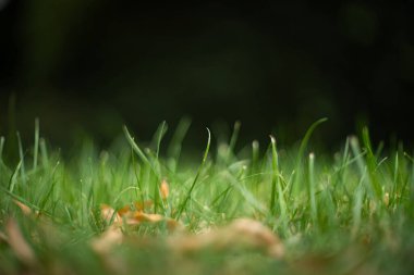Yeşiller yemyeşil çimenler, zemin kat manzarası, sığ alan derinliği, karanlık arka plan, insan yok..