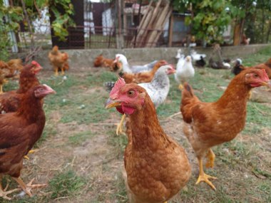 Kırsal kesimde bir evdeki tavuklar ya da tavuklar. Yakın çekim, insan yok.