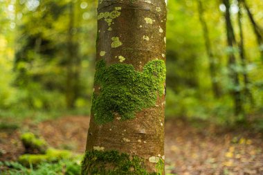 Ormanda ağaç gövdesi kabuğunda yeşil yosun. Yakın çekim, sonbahar renkleri, sığ alan derinliği, insan yok..
