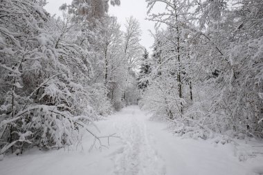Orman manzarası karla kaplı. Uzun ağaçlar, taze kar, geniş açı, patika, insan yok..