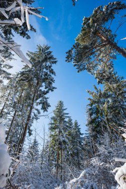 Avrupa 'daki bir kış orman sahnesinde uzun kar veya köknar ağaçları, insan yok..