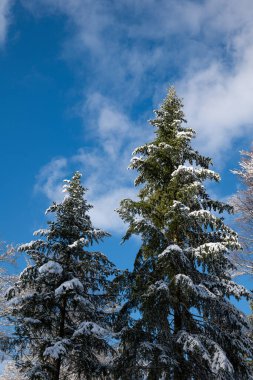 Mavi gökyüzüne karla kaplı çam ağacı tepeleri, insan yok..