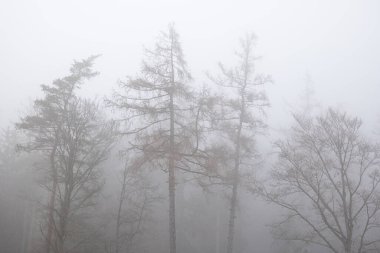 Çıplak orman ağaçlarının üzerinde yoğun sis ya da sis. Kasvetli bulutlu kış günü, düz ışık, düşük kontrastlı, insan yok