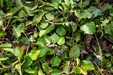 Böğürtlenli Avrupa sarmaşık çalısı, yukarıda, ilkbaharın başlarında, insan yok