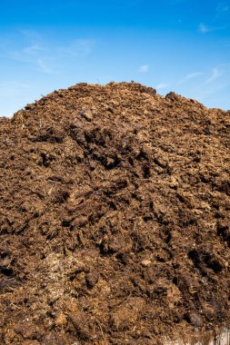 İnek gübresi yığını. Düşük açı, mavi gökyüzü arkaplanı, insan yok..