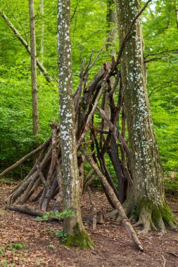 Bir kulübe ya da ağaç dallarından yapılmış basit bir barınak ya da ormanda bir sopa. Güneşli yaz günü, kimse yok..