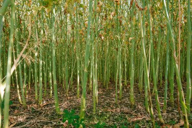 Doldurulmuş yeşil tecavüz tohumlu yağ sapları. Düşük açılı zemin çekimi, yaz günü, insan yok.
