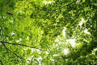 Ormandaki ağaç dallarında yemyeşil yapraklar. Alçak, geniş açı yukarı bakıyor, insan yok..