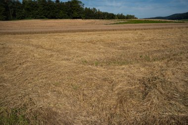 Hasattan sonra tarlada kuru buğday sapları. Güneşli yaz günü, kimse yok..
