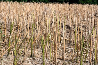 Dry wheat stalks in a field after harvesting. Sunny summer day, no people. clipart