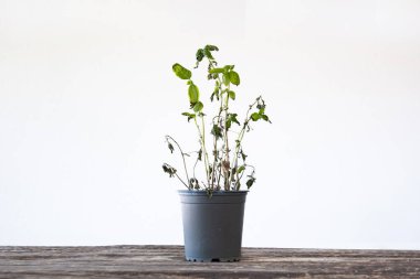 Ölü, solmuş fesleğen bitkisi, beyaz bir arka planda izole edilmiş.