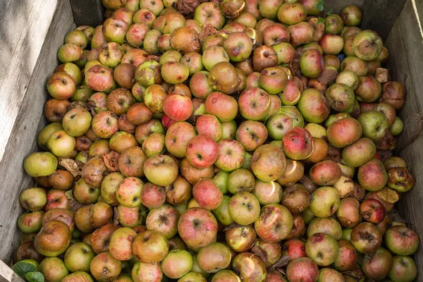 stock image Large pile of rotting apples composting, top view, no people