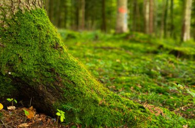 Yosunlu ağaç kökleri ormanda. Yakın çekim, alçak açı, sığ alan derinliği, insan yok..