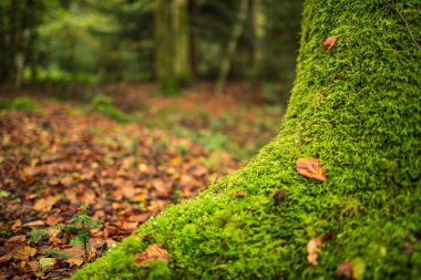 Yosunlu ağaç kökleri ormanda. Yakın çekim, alçak açı, sığ alan derinliği, insan yok..