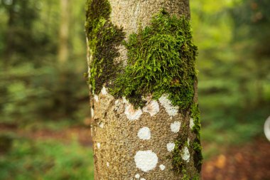 Ormanda benekli ağaç gövdesinde yeşil yosun, yakın çekim, sığ alan derinliği, insan yok..