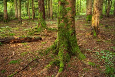 Yosunlu ağaç gövdesi ve kökleri ormanda, bulutlu yaz sonlarında, insan yok..