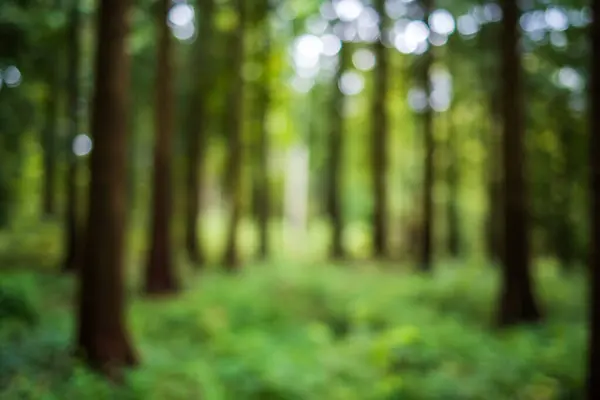 Bulanık ya da bulanık doğa ormanı arka planı ya da duvar kağıdı. Bulanık ağaçlar, muhteşem gölgeler, bokeh, insan yok..