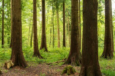 Yeşil orman sahnesi. Uzun çam ağaçları, yemyeşil bitki örtüsü, yaz sonu sabah ışığı, insan yok..