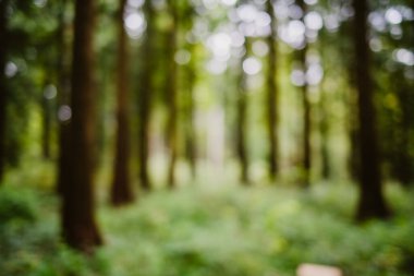 Bulanık ya da bulanık doğa ormanı arka planı ya da duvar kağıdı. Bulanık ağaçlar, muhteşem gölgeler, bokeh, insan yok..