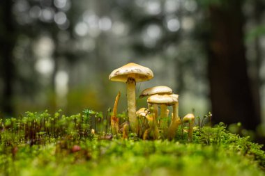 Yağmur sonrası sonbaharda orman zemininde yabani mantarlar yetişir. Yakın çekim, insan yok..