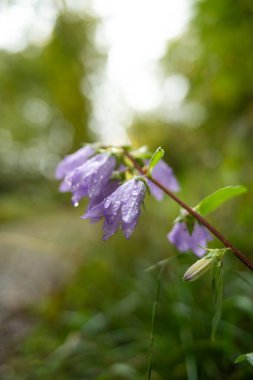 Vahşi orman çan çiçekleri ya da sabah yapraklarında çiy damlacıkları olan Campanula. Arka ışıklandırma orman manzarası, yakın çekim, yer çekimi, sığ alan derinliği, insan yok..