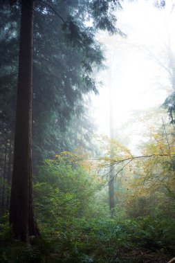 Sisli ya da sisli orman manzarası. Sonbahar sabahı yoğun sis, karamsar atmosfer, insan yok..