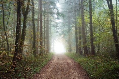 Sisli ya da sisli orman manzarası. Sonbahar sabahı yoğun sis, karamsar atmosfer, insan yok..