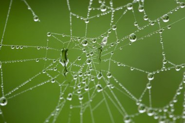 Sonbaharda ormanda çiğ tanesi örümceği ağıyla kaplıdır. Makro çekim, parlak su damlacıkları, insan yok..