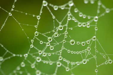 Sonbaharda ormanda çiğ tanesi örümceği ağıyla kaplıdır. Makro çekim, parlak su damlacıkları, insan yok..