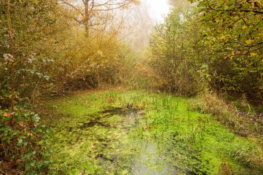 Small natural forest pond in autumn. Morning fog, overgrown wild vegetation, no people. clipart