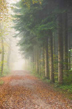 Sonbaharın sonundaki sisli orman sahnesi. Yoğun sabah bulanıklığı, karamsar atmosfer, insan yok..