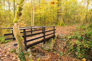 Avrupa 'da bir ormanda küçük tahta bir köprü. Bulutlu bir sonbahar günü, güzel yapraklar, insan yok..