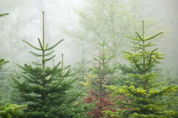 Noel ya da sonbaharda sisli bir orman sahnesinde çocuk odasında yetişen çam ağaçları, hiç kimse.