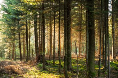 # Sonbahar ormanı sahnesi... # #... akşam güneşiyle... # #... renkli ağaçlar ve yapraklar arasında parlıyor. #.